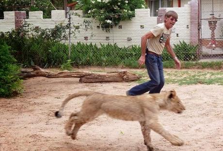 amistad entre un león y la persona que lo salvó. 
