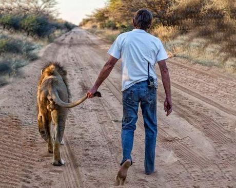 amistad entre un león y la persona que lo salvó. 