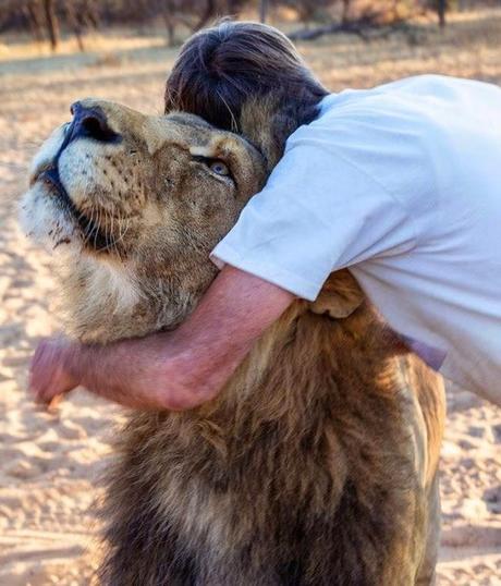 amistad entre un león y la persona que lo salvó. 