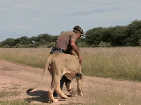 amistad entre un león y la persona que lo salvó. 