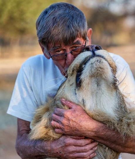 amistad entre un león y la persona que lo salvó. 