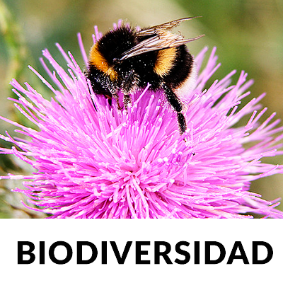 Biodiversidad PLANTEA EN VERDE