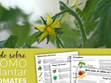 Cómo plantar tomates