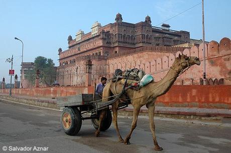 Bikaner, la ciudad roja de Rajasthán
