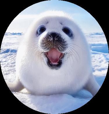 puisi - foca en groenlandés