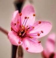 El nuevo fichaje El nuevo fichaje