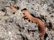 Varios trabajos bioespeleológicos