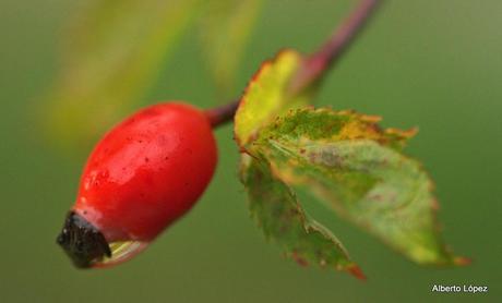 Las Médulas otoñales (y una maldad)