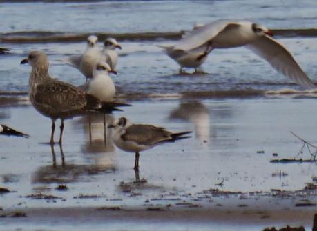 Gaviota de Franklin en Bañugues