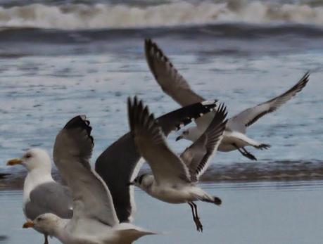 Gaviota de Franklin en Bañugues