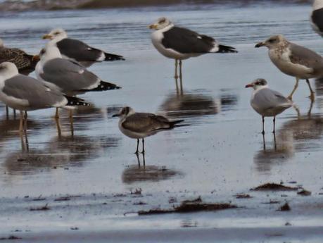 Gaviota de Franklin en Bañugues