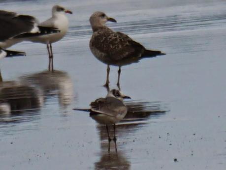 Gaviota de Franklin en Bañugues