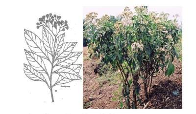 Vernonia amygdalina (créditos  Ijeh and Ejike 2011)