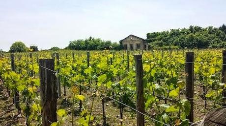 Enoturismo para el relax