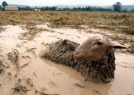 SOÑANDO CON OVEJAS ELÉCTRICAS (NO ES EL FUTURO, ES LA REALIDAD)