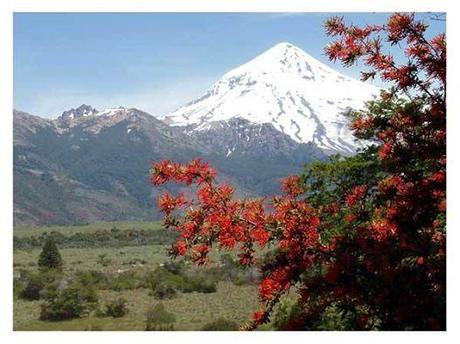 Flora de los Andes Patagónicos |  ... Volcán Lanin (3.776 mts)y flores de Notro( EN PROVINCIA DEL NEUQUÉN. PATAGONIA ARGENTINA).