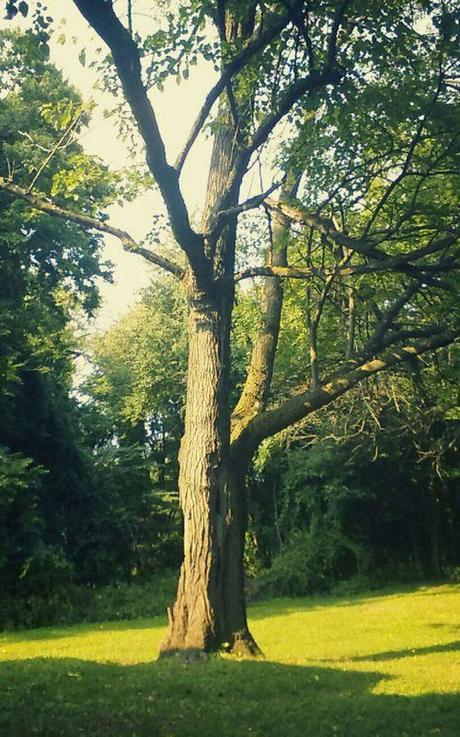 #Tag Los Derechos del Lector