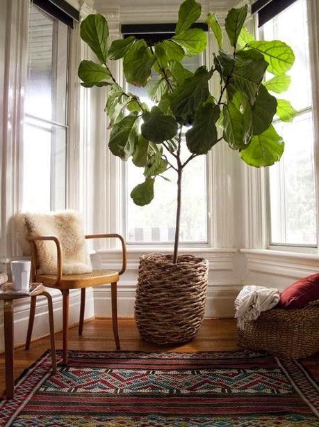 Plantas de interior para tu hogar