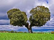 encina pueblo íbero