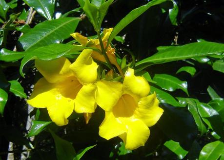 Alamanda