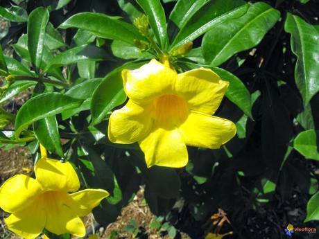 Flores de Alamanda