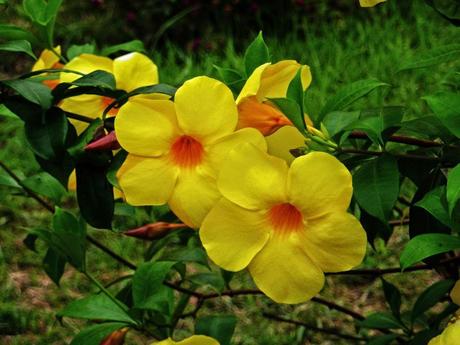 Alamanda