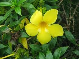 Flor de Alamanda