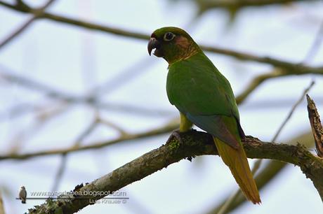 Chiripepé cabeza verde (Reddish-bellied Parakeet) Pyrrhura frontalis