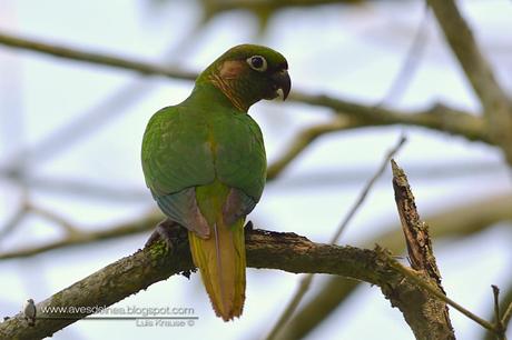 Chiripepé cabeza verde (Reddish-bellied Parakeet) Pyrrhura frontalis