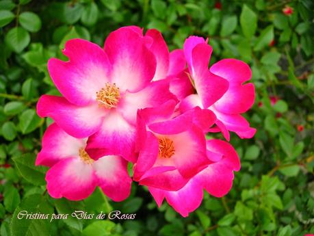 El jardín sostenible (I): concepto y jardín sostenible con rosas.