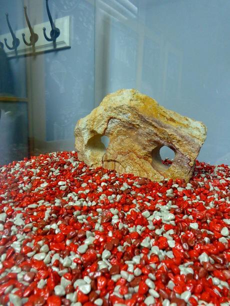 MI VIDA Y LOS ACUARIOS...