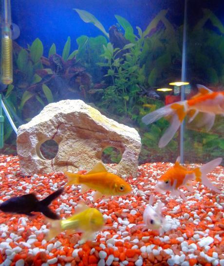 MI VIDA Y LOS ACUARIOS...