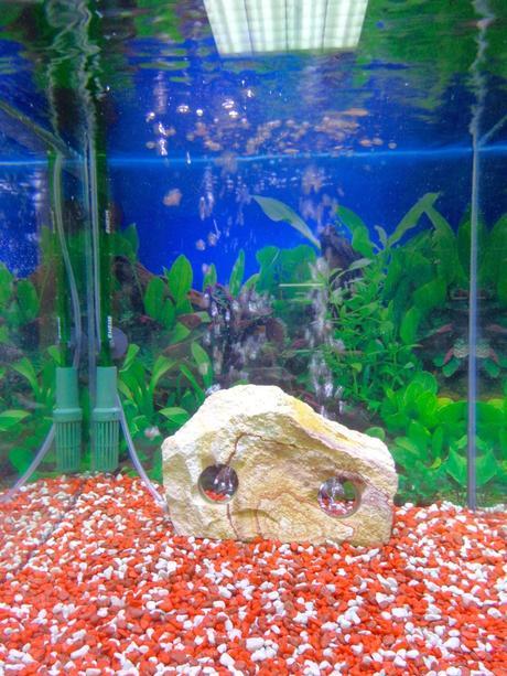 MI VIDA Y LOS ACUARIOS...