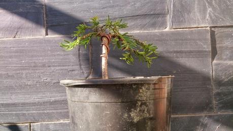 nº 93-94-95 Tres pequeños Tejos