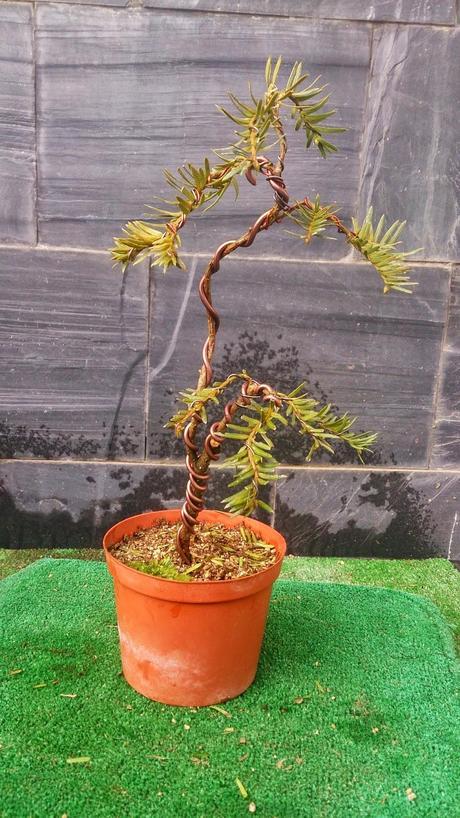 nº 93-94-95 Tres pequeños Tejos