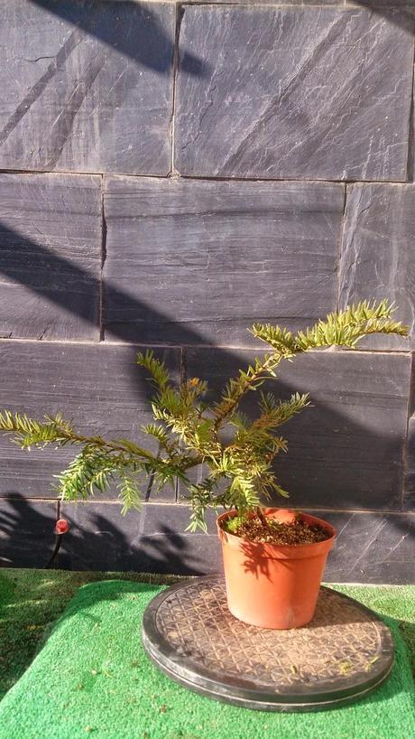 nº 93-94-95 Tres pequeños Tejos