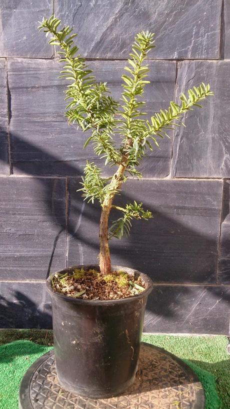 nº 93-94-95 Tres pequeños Tejos