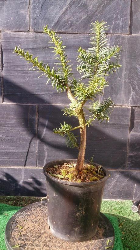 nº 93-94-95 Tres pequeños Tejos