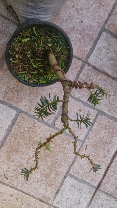 nº 93-94-95 Tres pequeños Tejos