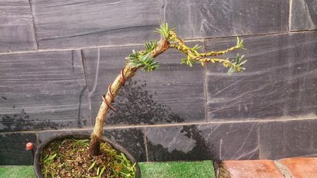 nº 93-94-95 Tres pequeños Tejos