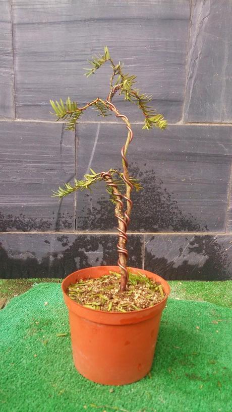 nº 93-94-95 Tres pequeños Tejos