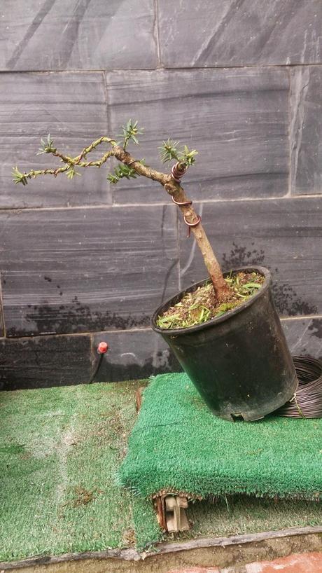 nº 93-94-95 Tres pequeños Tejos