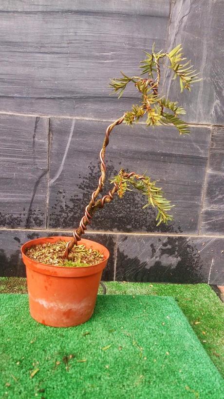 nº 93-94-95 Tres pequeños Tejos