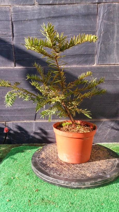 nº 93-94-95 Tres pequeños Tejos