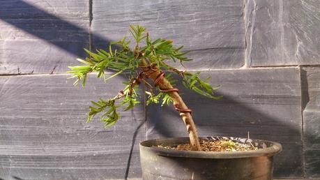 nº 93-94-95 Tres pequeños Tejos