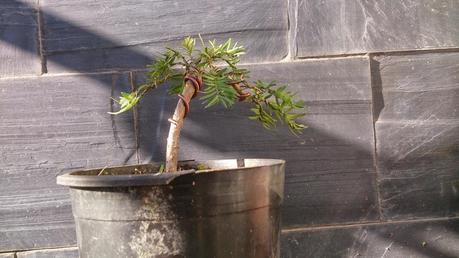 nº 93-94-95 Tres pequeños Tejos