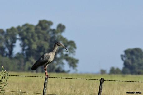Bandurria mora (Theristicus caerulescens)