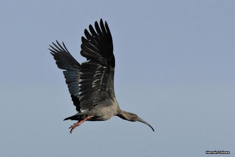 Bandurria mora (Theristicus caerulescens)