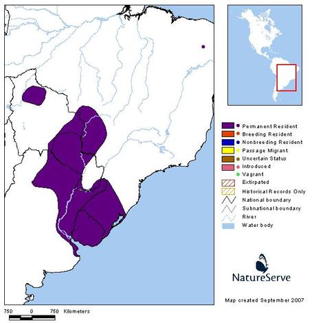 Bandurria mora (Theristicus caerulescens)