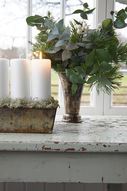 Eucaliptos, verde y natural  / Eucalyptus , green and natural